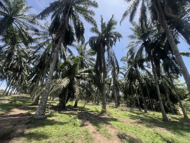 Agricultural Land for Sale in Bandar Springhill (Jimah) - Chong Ming Ming - PropertyGuru.com.my