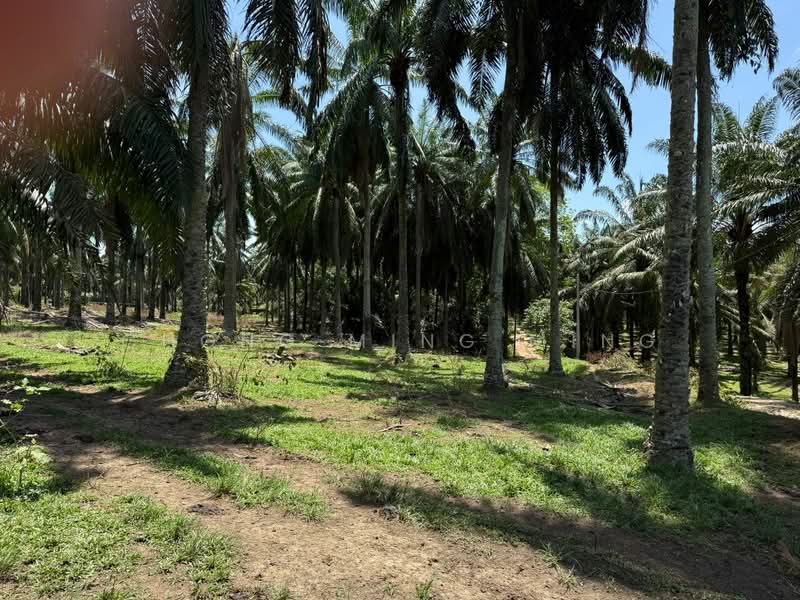 Agricultural Land for Sale in Bandar Springhill (Jimah) - Chong Ming Ming - Exterior - PropertyGuru.com.my