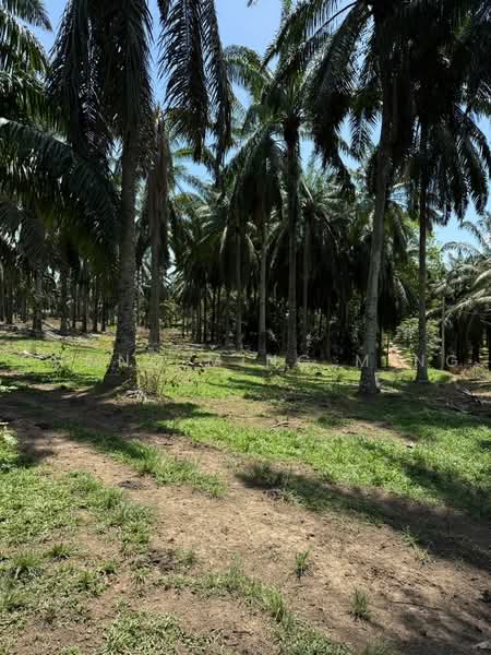 Agricultural Land for Sale in Bandar Springhill (Jimah) - Chong Ming Ming - Garden - PropertyGuru.com.my