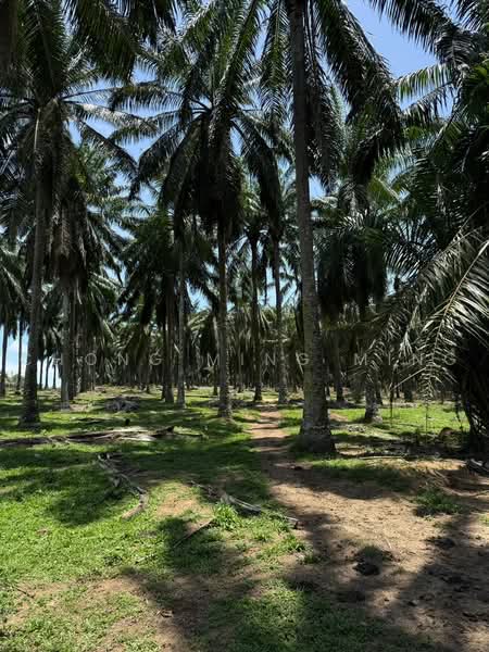 Agricultural Land for Sale in Bandar Springhill (Jimah) - Chong Ming Ming - Garden - PropertyGuru.com.my