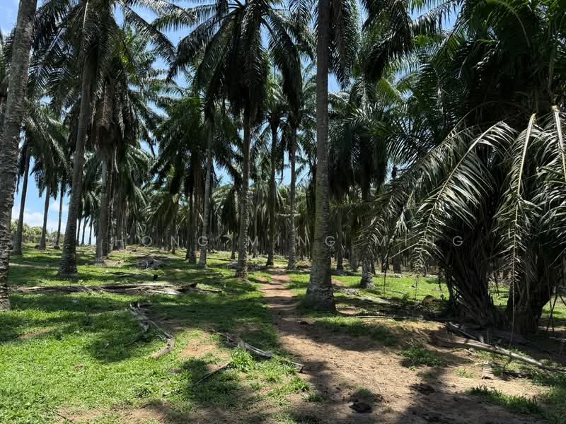 Agricultural Land for Sale in Bandar Springhill (Jimah) - Chong Ming Ming - Exterior - PropertyGuru.com.my