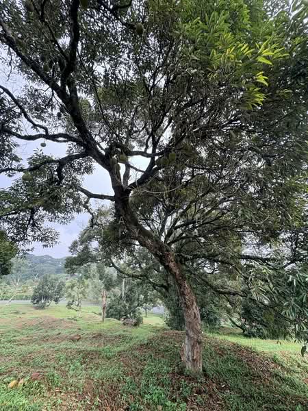 Residential Land for Sale in Nilai (Negeri Sembilan) - Qashah Khairul Shah - Exterior - PropertyGuru.com.my