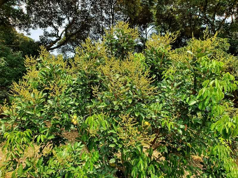 Residential Land for Sale in Nilai (Negeri Sembilan) - Qashah Khairul Shah - Garden - PropertyGuru.com.my