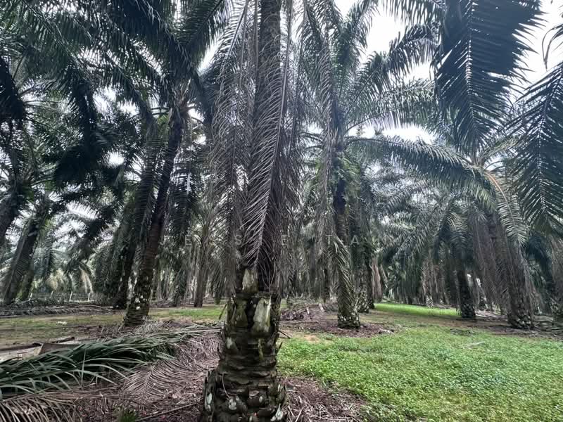 Agricultural Land for Sale in Kota Tinggi (Johor) - Jessie Tan - Exterior - PropertyGuru.com.my