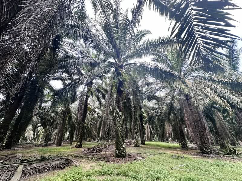 Agricultural Land for Sale in Kota Tinggi (Johor) - Jessie Tan - Exterior - PropertyGuru.com.my