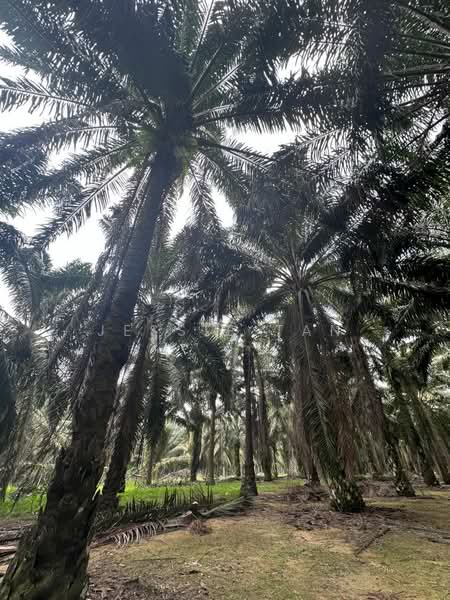 Agricultural Land for Sale in Kota Tinggi (Johor) - Jessie Tan - Exterior - PropertyGuru.com.my