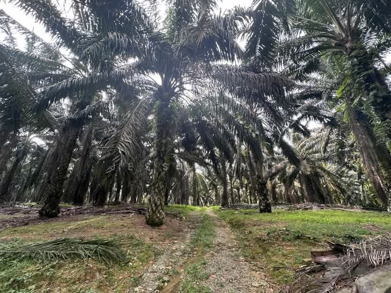 Agricultural Land for Sale in Kota Tinggi (Johor) - Jessie Tan - Exterior - PropertyGuru.com.my