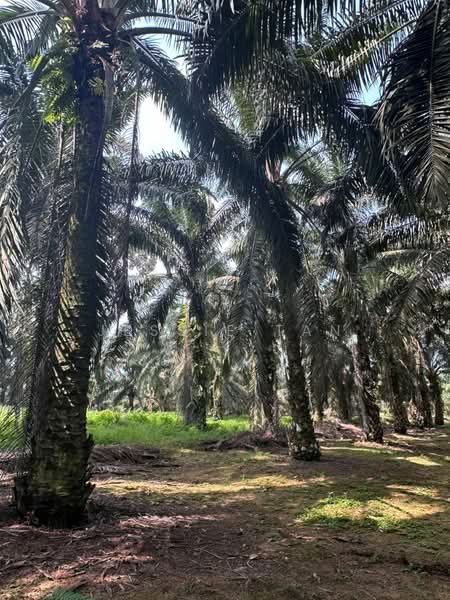 Agricultural Land for Sale in Kota Tinggi (Johor) - Jessie Tan - Exterior - PropertyGuru.com.my