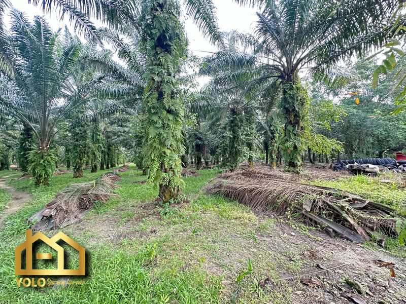 Tanah Pertanian untuk Dijual di Jeram (Selangor) - James Teoh - Garden - PropertyGuru.com.my