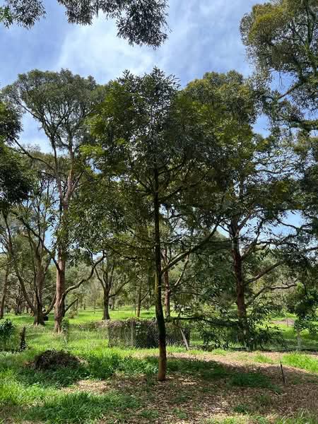 Agricultural Land for Sale in Raub (Pahang) - Nurul Izza - Garden - PropertyGuru.com.my