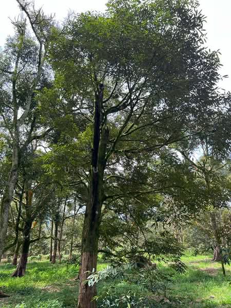 Agricultural Land for Sale in Raub (Pahang) - Nurul Izza - Garden - PropertyGuru.com.my