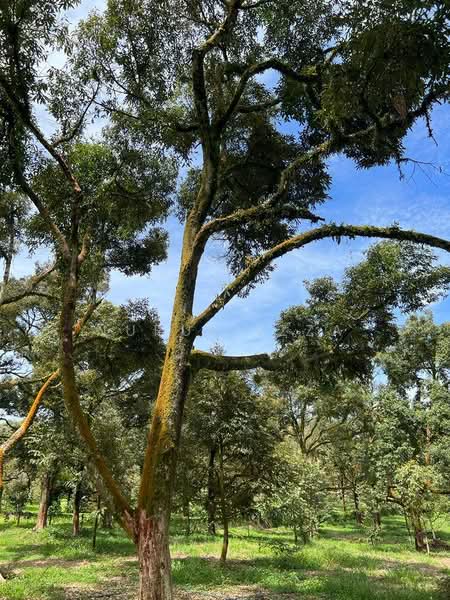 Agricultural Land for Sale in Raub (Pahang) - Nurul Izza - Garden - PropertyGuru.com.my