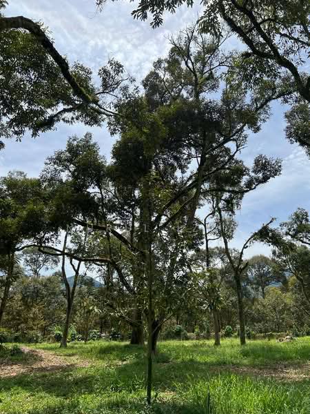 Agricultural Land for Sale in Raub (Pahang) - Nurul Izza - Garden - PropertyGuru.com.my