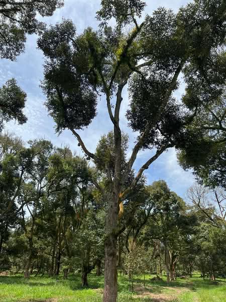 Agricultural Land for Sale in Raub (Pahang) - Nurul Izza - Garden - PropertyGuru.com.my