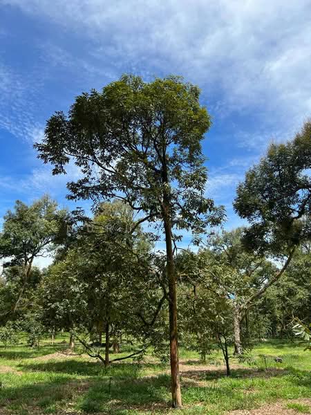 Agricultural Land for Sale in Raub (Pahang) - Nurul Izza - Garden - PropertyGuru.com.my