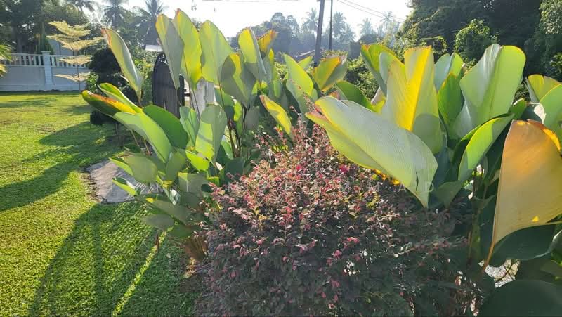 Tanah Pertanian untuk Dijual di Kuala Linggi (Melaka) - Ismi Muhammad - Garden - PropertyGuru.com.my