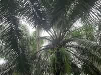 For Sale - Sitiawan Lekir Agricultural Land