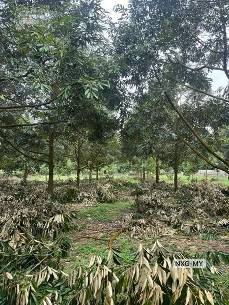 Agricultural Land for Sale in Bandar Utama Batang Kali (Batang Kali) - Yap Chew Ying - Garden - PropertyGuru.com.my
