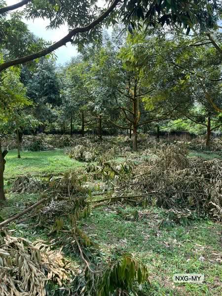 Agricultural Land for Sale in Bandar Utama Batang Kali (Batang Kali) - Yap Chew Ying - Garden - PropertyGuru.com.my