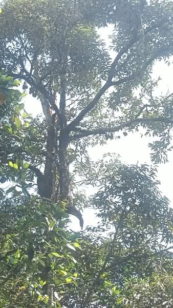 For Sale - Dusun Emas Lenggeng