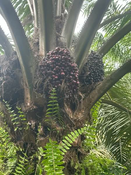 Tanah Pertanian untuk Dijual di Jeram (Perak) - Lee Muzi - PropertyGuru.com.my