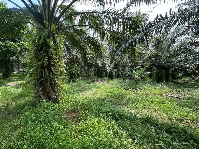 Tanah Pertanian untuk Dijual di Jeram (Perak) - Lee Muzi - Garden - PropertyGuru.com.my