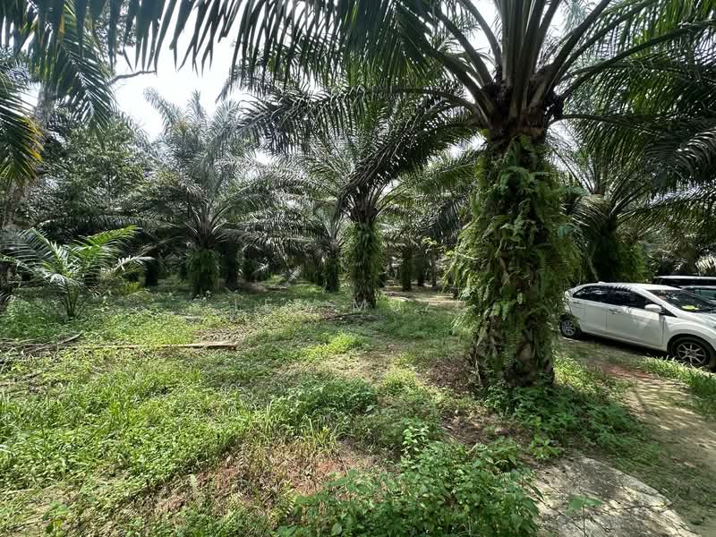 Tanah Pertanian untuk Dijual di Jeram (Perak) - Lee Muzi - Exterior - PropertyGuru.com.my