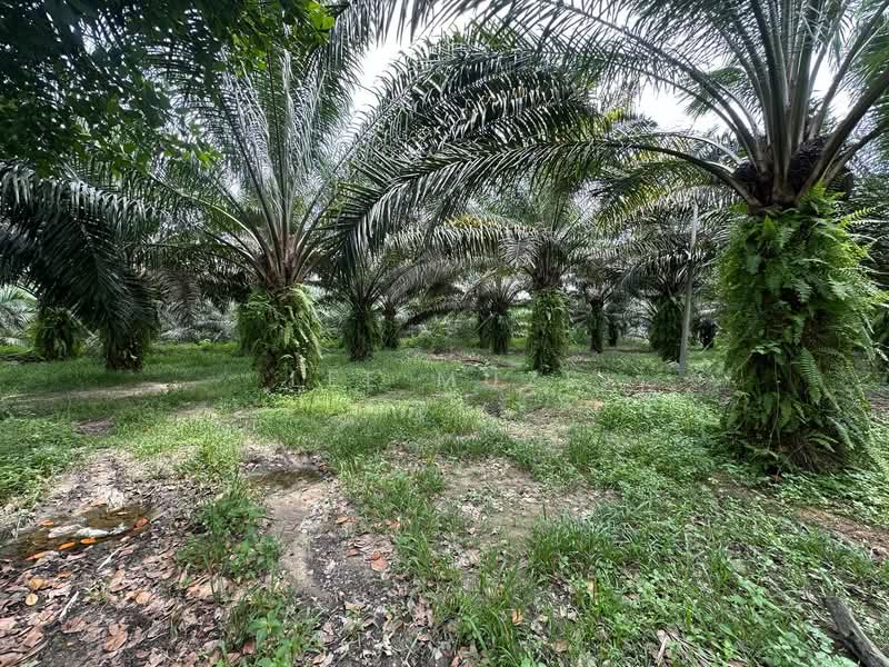 Tanah Pertanian untuk Dijual di Jeram (Perak) - Lee Muzi - Garden - PropertyGuru.com.my