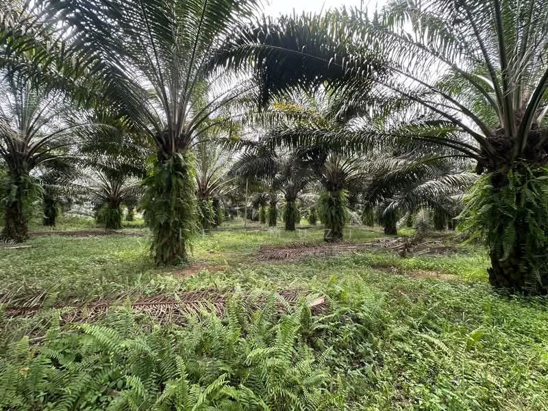 Tanah Pertanian untuk Dijual di Jeram (Perak) - Lee Muzi - Exterior - PropertyGuru.com.my