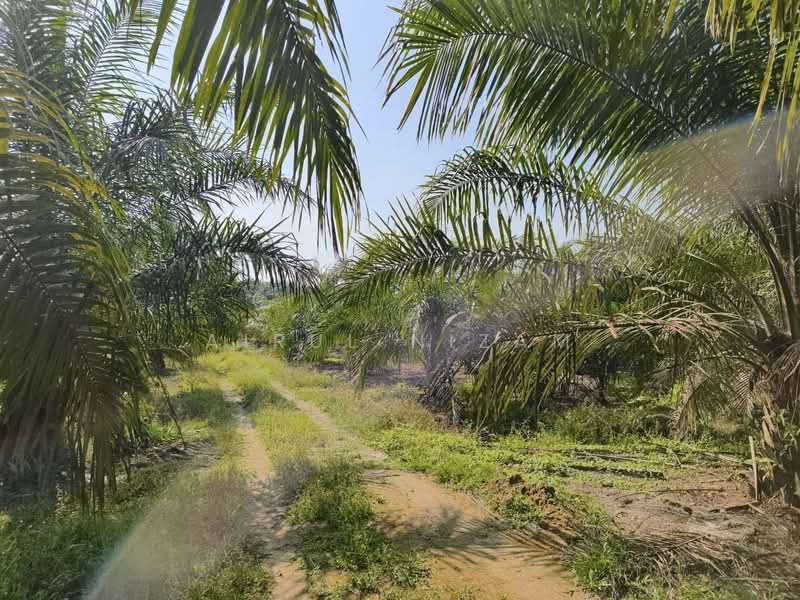 Agricultural Land for Sale in Batu Pahat (Johor) - AIRUL NIZAM - Exterior - PropertyGuru.com.my