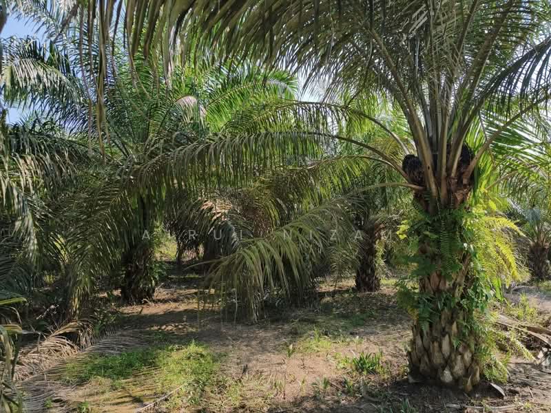 Agricultural Land for Sale in Batu Pahat (Johor) - AIRUL NIZAM - Exterior - PropertyGuru.com.my