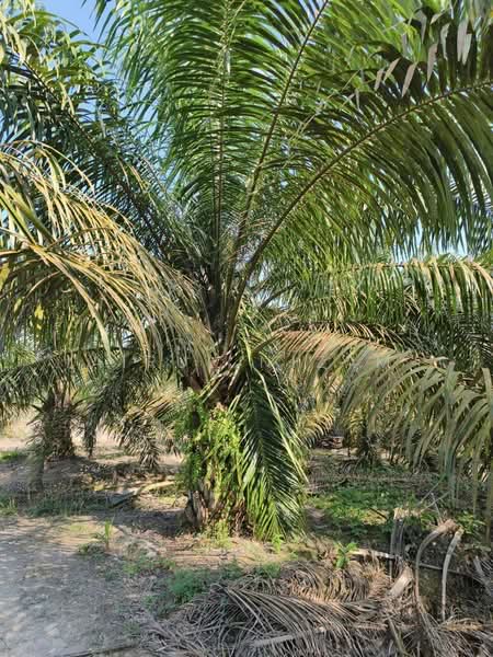 Agricultural Land for Sale in Batu Pahat (Johor) - AIRUL NIZAM - PropertyGuru.com.my