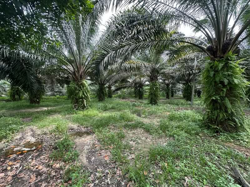 Tanah Pertanian untuk Dijual di Jeram (Perak) - Gary Tang - Garden - PropertyGuru.com.my