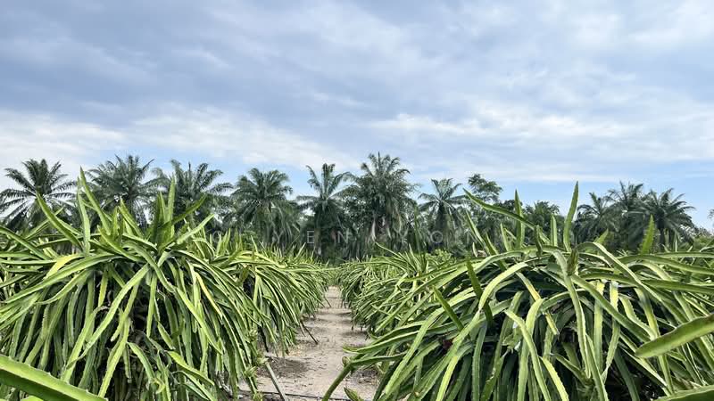 Agricultural Land for Rent in Sungai Pelek (Sepang) - Ng Yen Yong - Exterior - PropertyGuru.com.my
