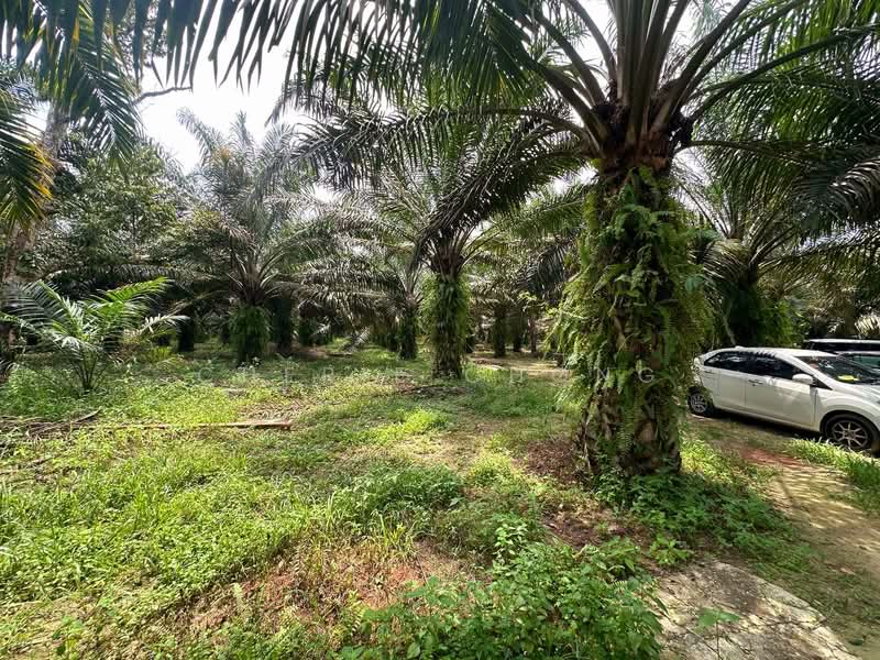 Tanah Pertanian untuk Dijual di Jeram (Perak) - Cherie Chong - PropertyGuru.com.my
