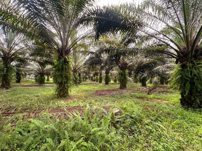 Tanah Pertanian untuk Dijual di Jeram (Perak) - Cherie Chong - PropertyGuru.com.my