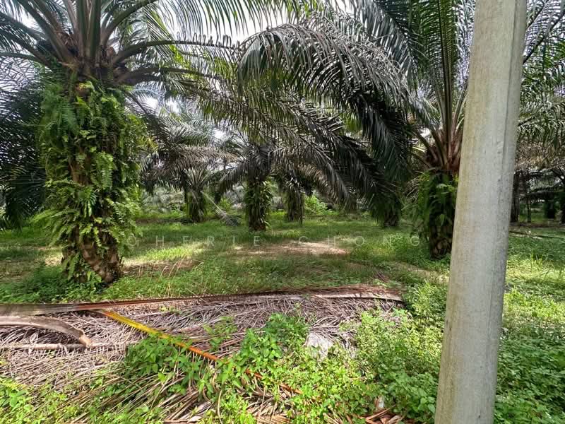 Tanah Pertanian untuk Dijual di Jeram (Perak) - Cherie Chong - PropertyGuru.com.my