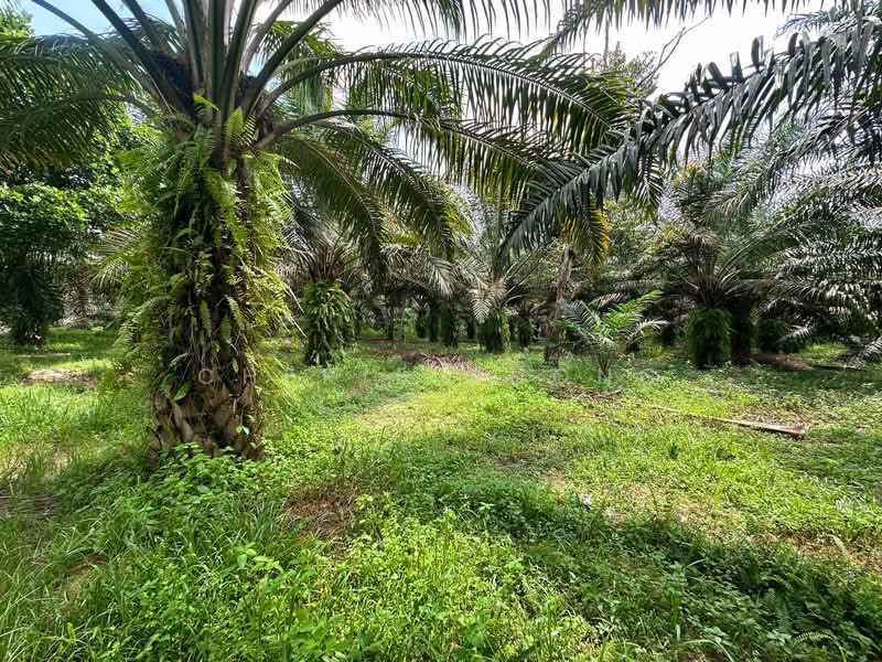 Tanah Pertanian untuk Dijual di Jeram (Perak) - Cherie Chong - PropertyGuru.com.my