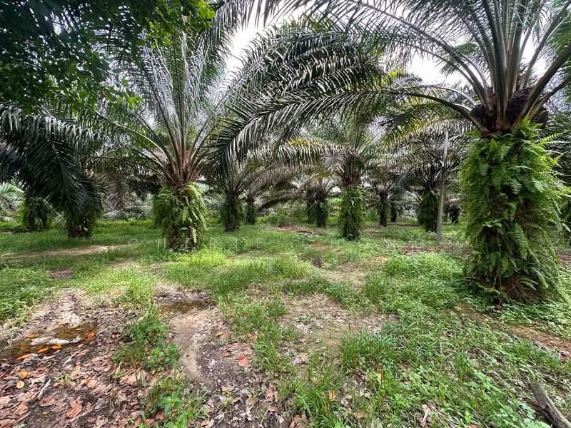 Tanah Pertanian untuk Dijual di Jeram (Perak) - Cherie Chong - PropertyGuru.com.my