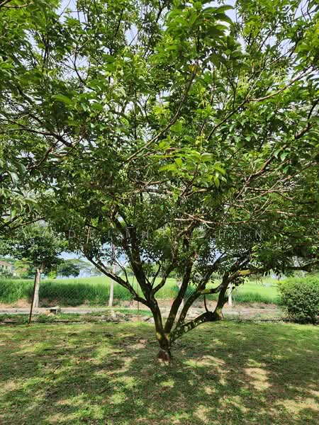 Bungalow for Sale in Leisure Farm (Gelang Patah) - Adeline Chin - Garden - PropertyGuru.com.my