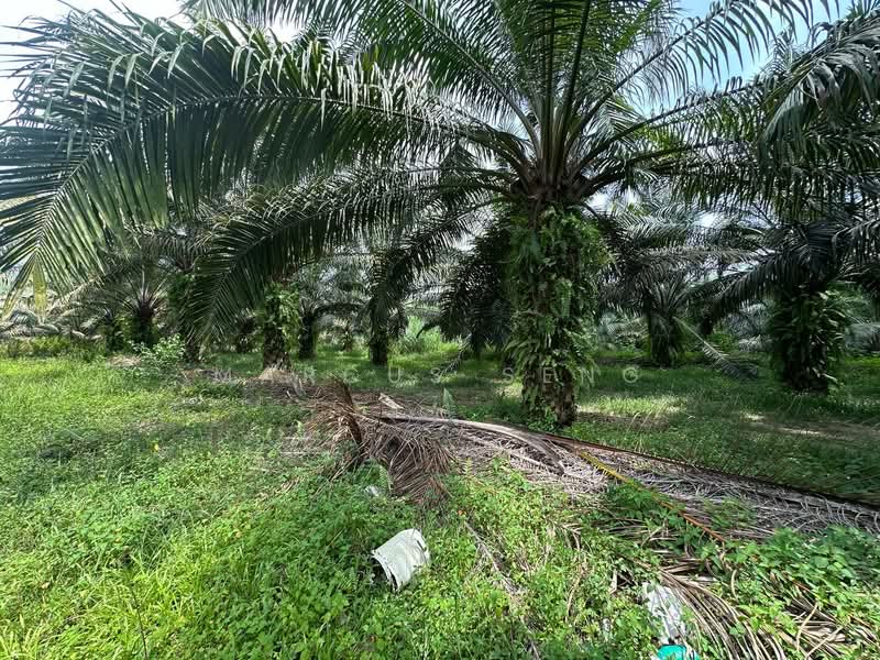 Tanah Pertanian untuk Dijual di Kampar (Perak) - Marcus Seng - Exterior - PropertyGuru.com.my