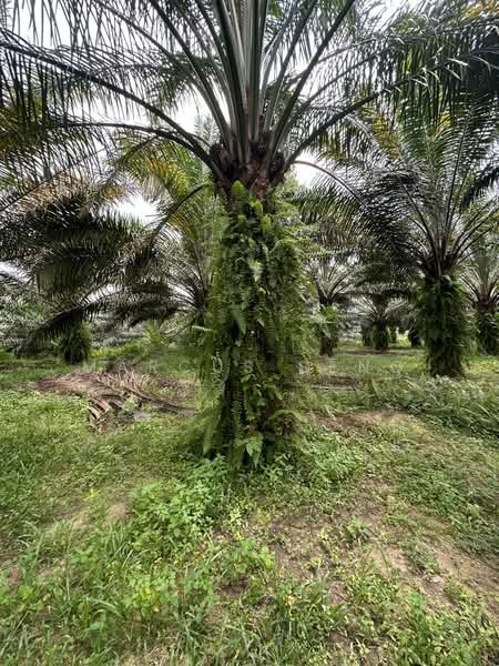 Tanah Pertanian untuk Dijual di Kampar (Perak) - Marcus Seng - Exterior - PropertyGuru.com.my