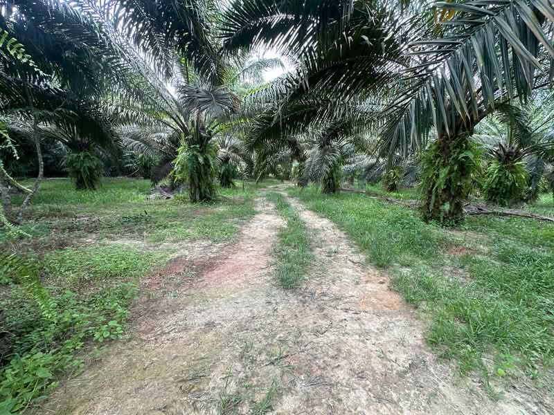 Tanah Pertanian untuk Dijual di Kampar (Perak) - Marcus Seng - Garden - PropertyGuru.com.my