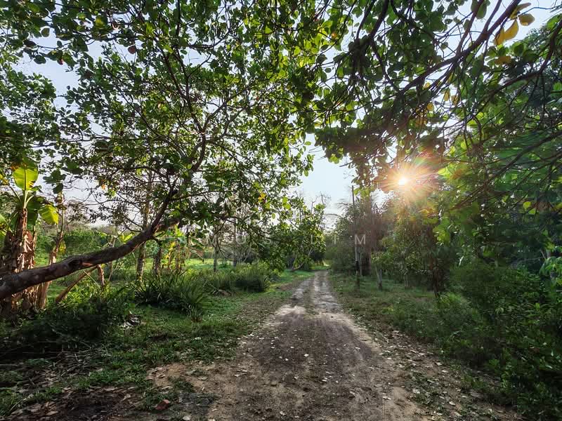 Agricultural Land for Sale in Pokok Sena (Kedah) - Amos Lim - PropertyGuru.com.my