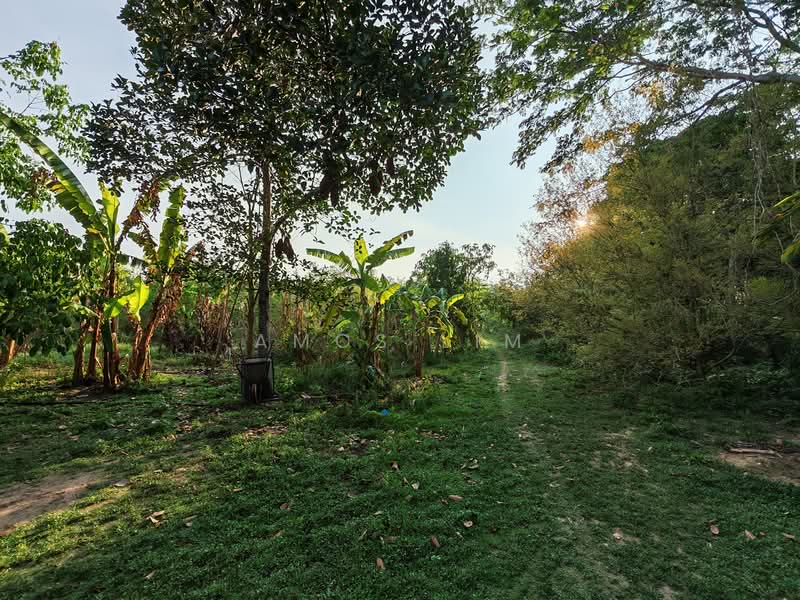 Agricultural Land for Sale in Pokok Sena (Kedah) - Amos Lim - PropertyGuru.com.my