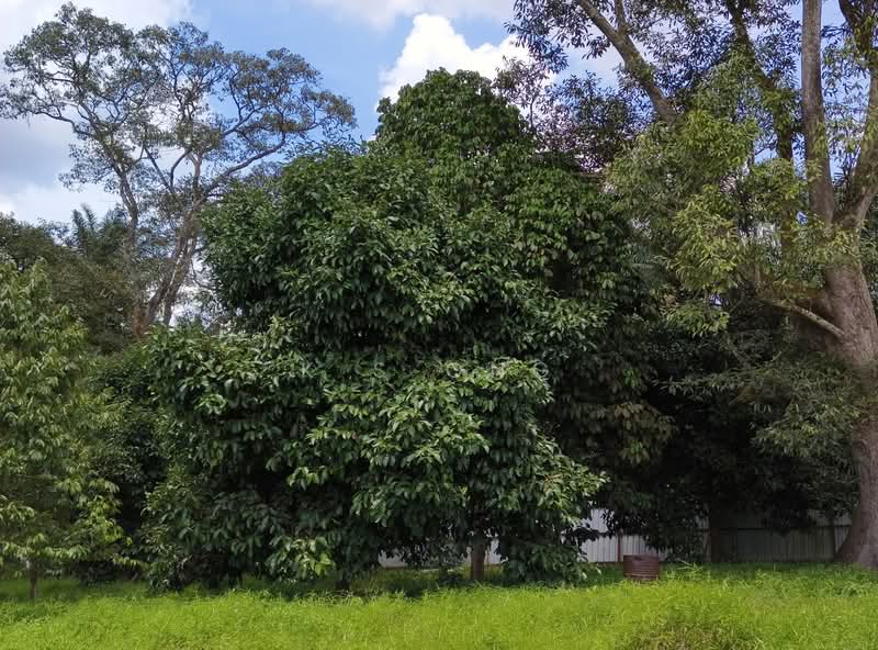 Tanah Pertanian untuk Dijual di Kulai (Johor) - K S Ong - Exterior - PropertyGuru.com.my