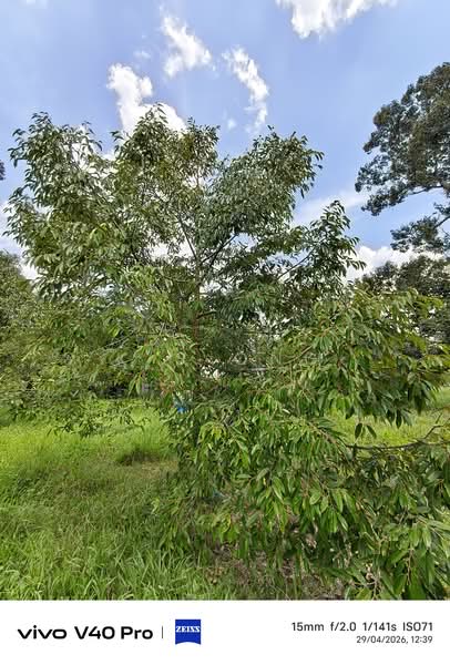 Tanah Pertanian untuk Dijual di Kulai (Johor) - K S Ong - Garden - PropertyGuru.com.my