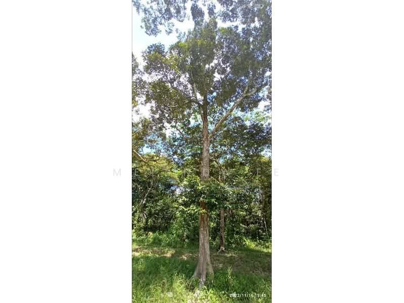 Tanah Pertanian untuk Dijual di Bukit Siput (Pogoh) - Melinda Ee - Exterior - PropertyGuru.com.my