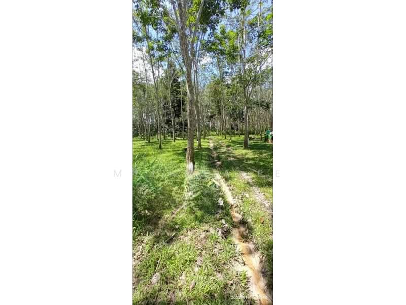 Tanah Pertanian untuk Dijual di Bukit Siput (Pogoh) - Melinda Ee - Exterior - PropertyGuru.com.my