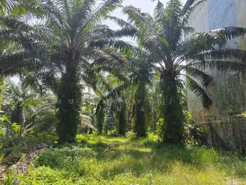 Tanah Pertanian untuk Dijual di Sitiawan (Perak) - Muniandy A/L Ayannan - Exterior - PropertyGuru.com.my